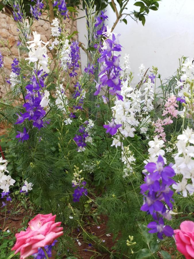 Mystery Garden Guest House Famagusta  Ngoại thất bức ảnh
