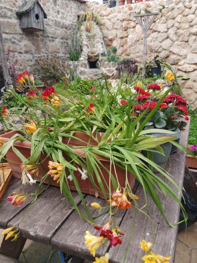 Mystery Garden Guest House Famagusta  Ngoại thất bức ảnh
