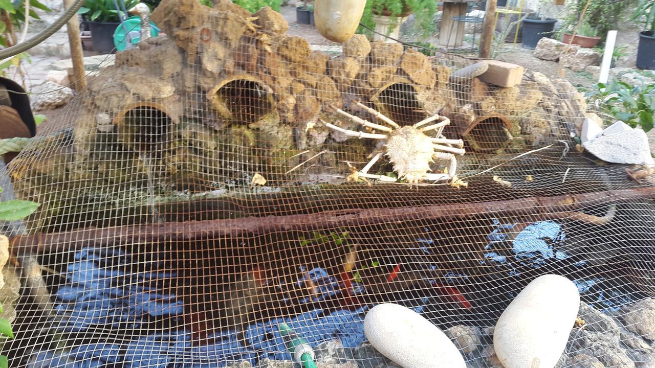 Mystery Garden Guest House Famagusta  Ngoại thất bức ảnh