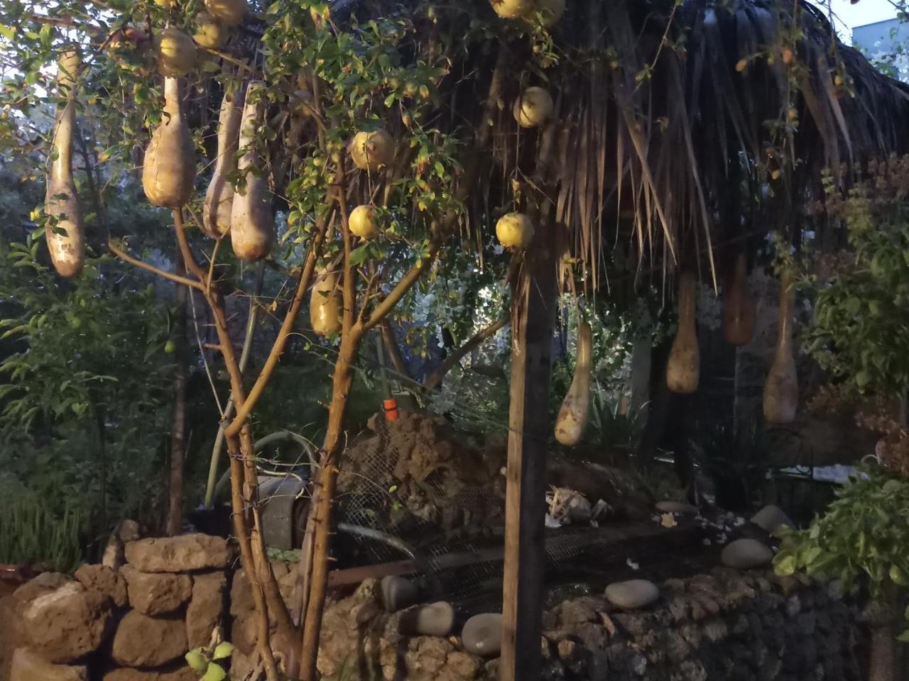 Mystery Garden Guest House Famagusta  Ngoại thất bức ảnh